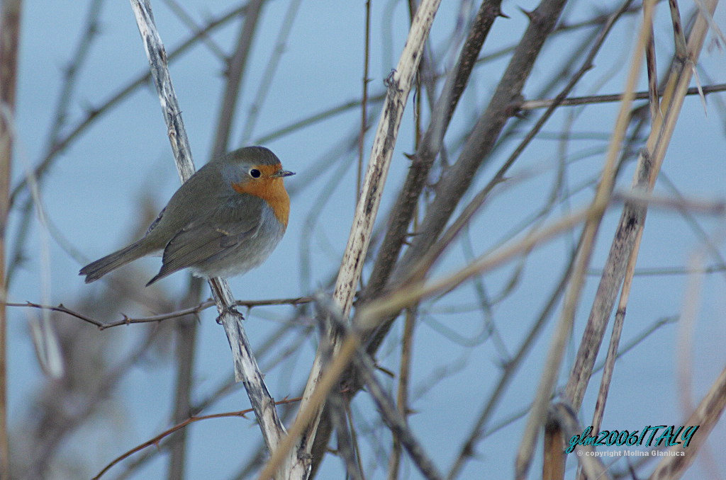 Un semplice Pettirosso